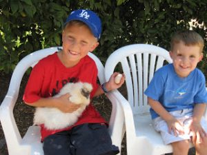 Read more about the article Chickens….