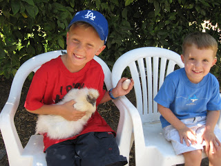Read more about the article Chickens….