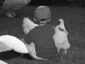 Read more about the article Yup…. more chickens