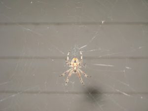 Read more about the article Country Living….