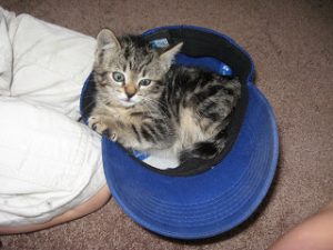 Read more about the article Honeysuckle Outcome