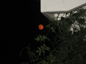 Read more about the article The orange moon….