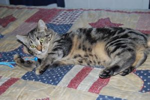 Read more about the article Kitty Fun