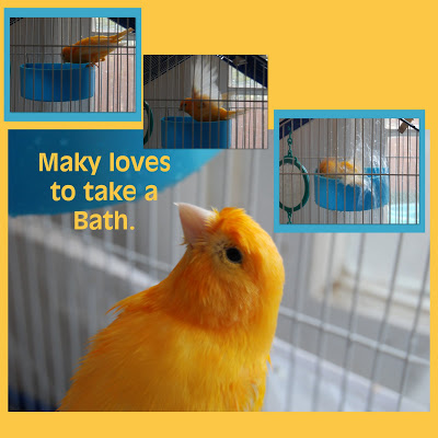 Read more about the article Our sweet Canary