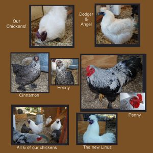 Read more about the article Our chickens….
