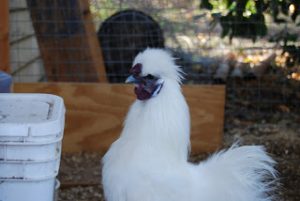 Read more about the article Not Lucy anymore!!