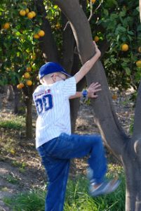 Read more about the article Climbing Trees!