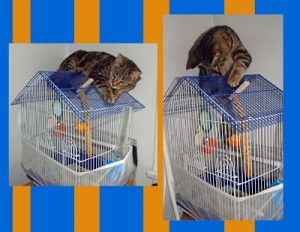 Read more about the article This is why Honeysuckle is an OUTSIDE kitty!