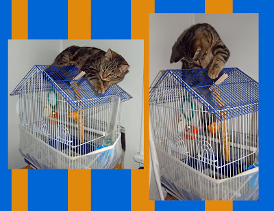 You are currently viewing This is why Honeysuckle is an OUTSIDE kitty!