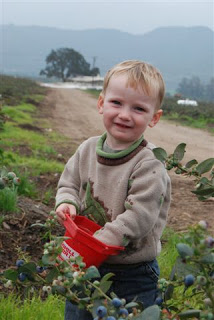 You are currently viewing Picking Blueberries!