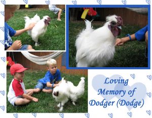 Read more about the article OUr loved Dodger (Dodge)