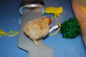 Read more about the article THEY ARE HERE!!