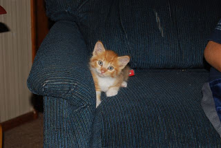 Read more about the article Introducing Garfeild