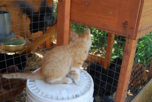 Read more about the article Curious Kitty