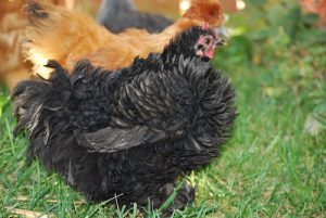 Read more about the article Our Frizzle Chicken.