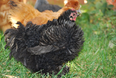 You are currently viewing Our Frizzle Chicken.