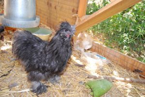 Read more about the article Coyote Attack!