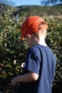 Read more about the article Blueberry picking today!