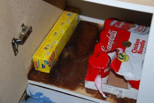 Read more about the article Mold & House update!