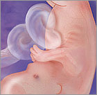 Read more about the article A little FIG : ) 11 weeks today!