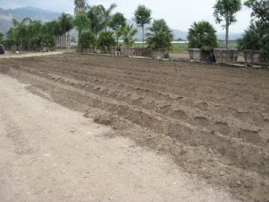 Read more about the article Our Garden on Good Friday!