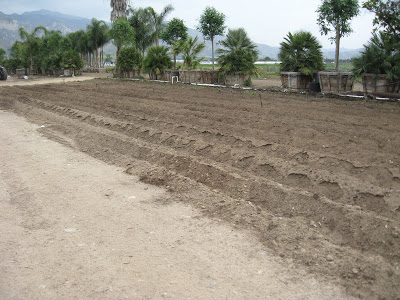 You are currently viewing Our Garden on Good Friday!