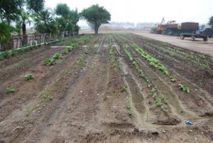 Read more about the article Garden