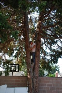 Read more about the article Adam finally got his rope swing!