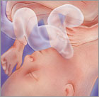 Read more about the article 18 weeks today! A little Bell pepper!