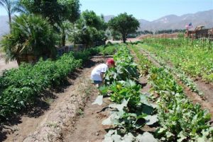 Read more about the article Garden