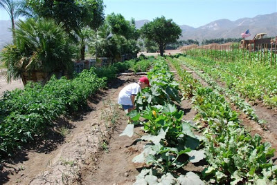 You are currently viewing Garden