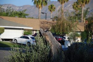 Read more about the article Garfield & the bird