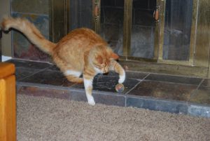 Read more about the article Garfield