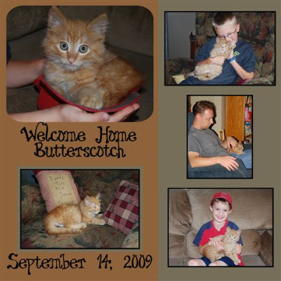 You are currently viewing Our new kitten!