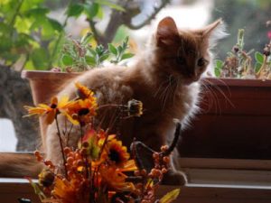 Read more about the article Butterscotch