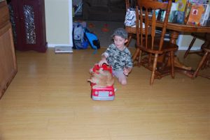 Read more about the article Kitty in the car