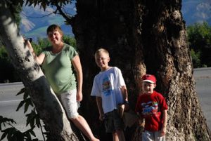 Read more about the article Old “witch” sycamore Tree in Fillmore