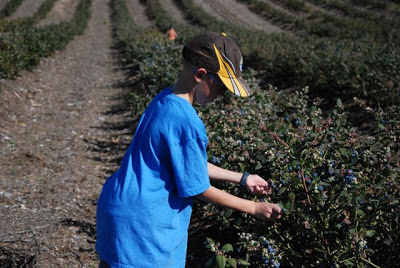 You are currently viewing Blueberry Pickin’
