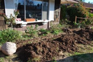 Read more about the article Yard continued….