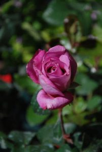 Read more about the article Take Time to smell the roses