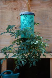 Read more about the article Topsy Turvy Tomatoe