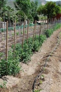 Read more about the article Garden and chickie fun