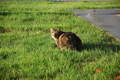You are currently viewing Lawn