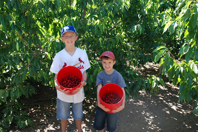 You are currently viewing Picking Cherries