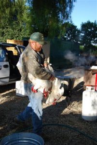 Read more about the article Chicken Harvest