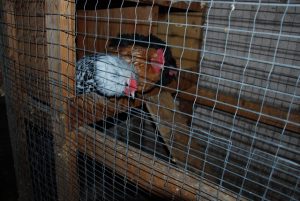 Read more about the article Our Hens