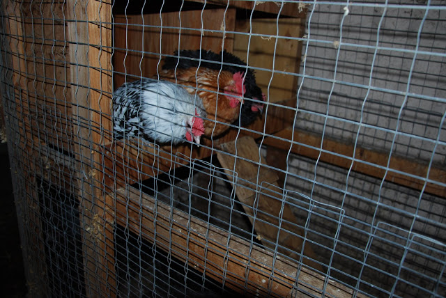 You are currently viewing Our Hens