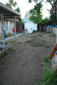 Read more about the article Grass for the back yard
