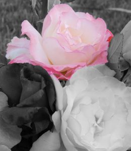 Read more about the article Take time to smell the roses!