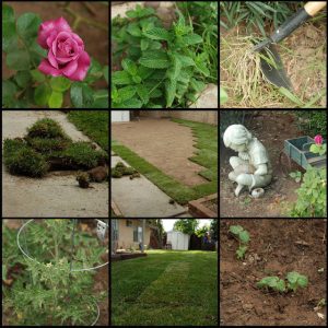 Read more about the article Yard work